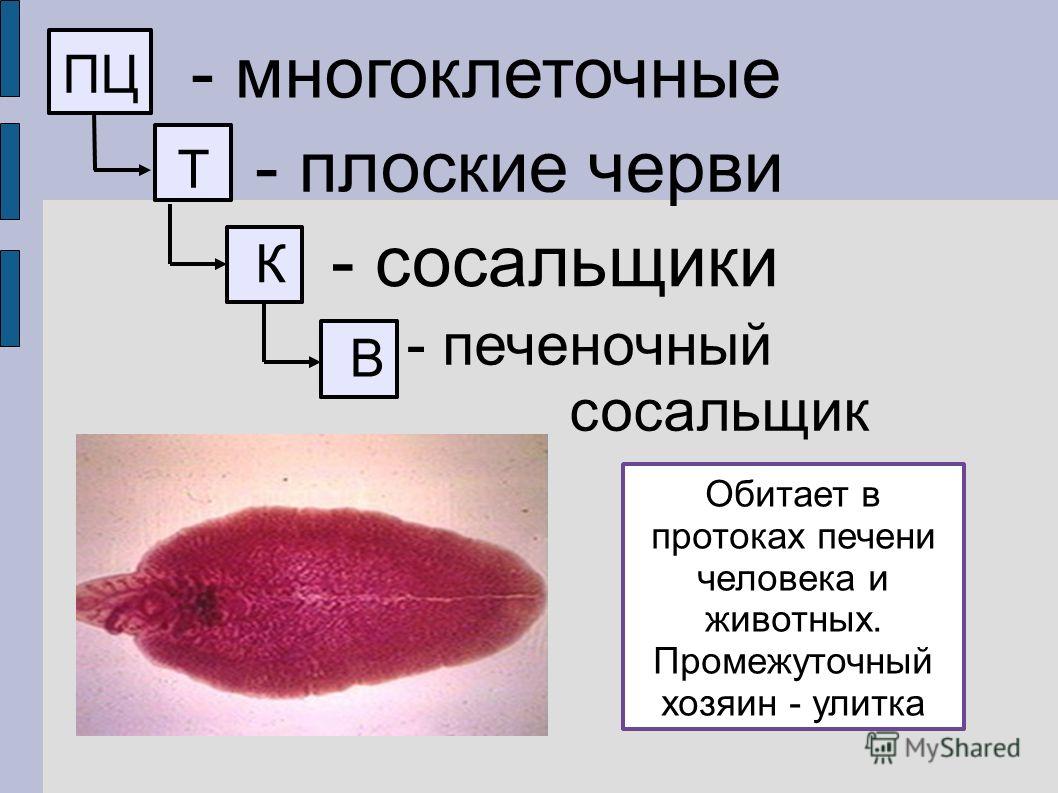 Кракен войти сегодня