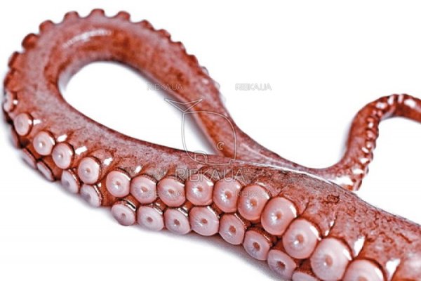 Kraken 13 at com