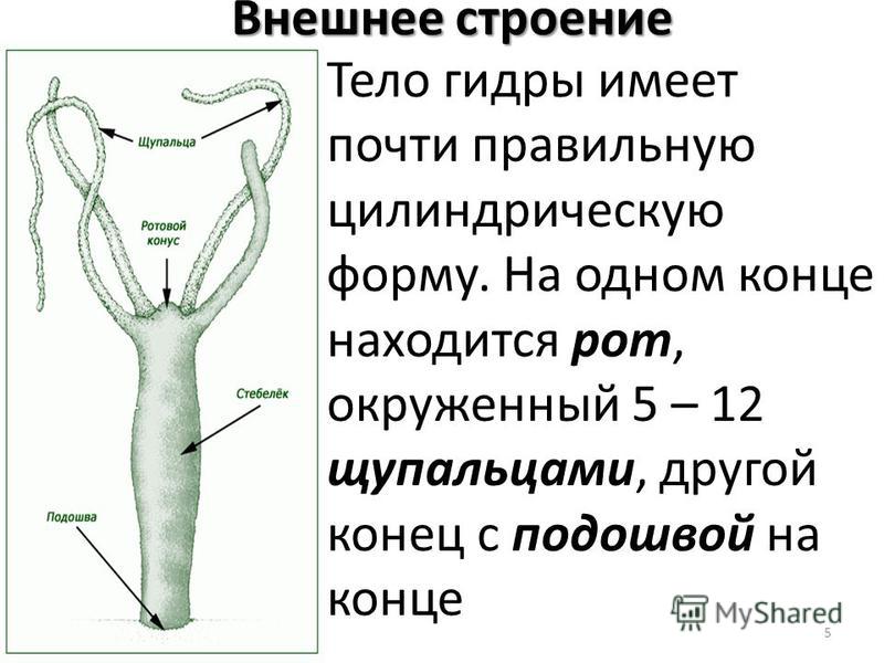 Кракен аватарка маркетплейс